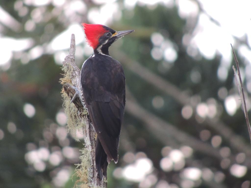 To Na Roca Villa Cunha Luaran gambar